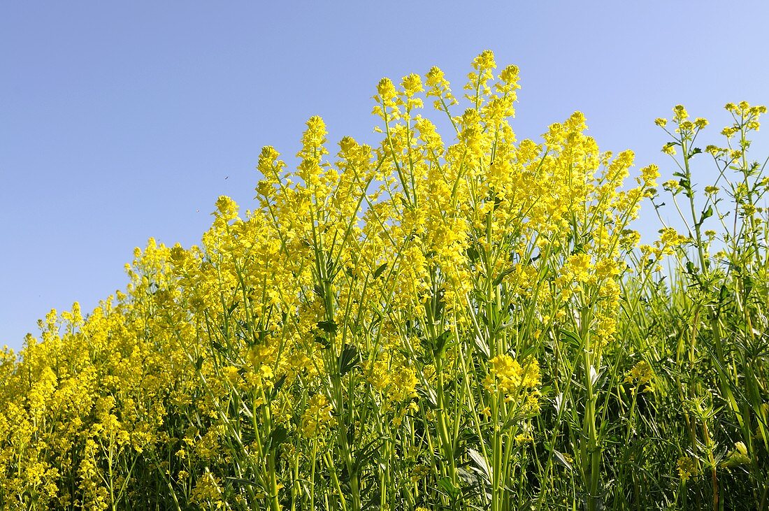 Blühendes Barbarakraut auf einer Wiese