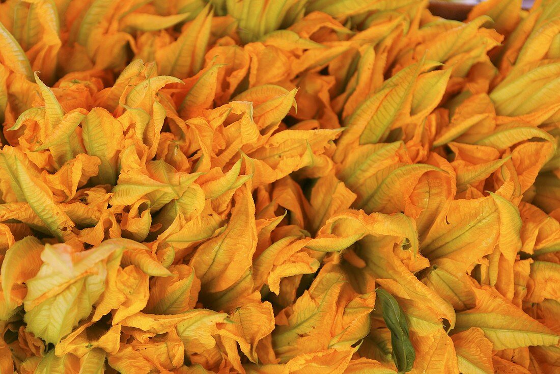 Courgette flowers (full-frame)