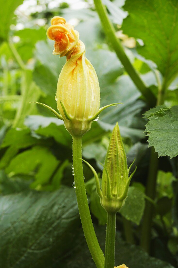 Zucchiniblüten an der Pflanze