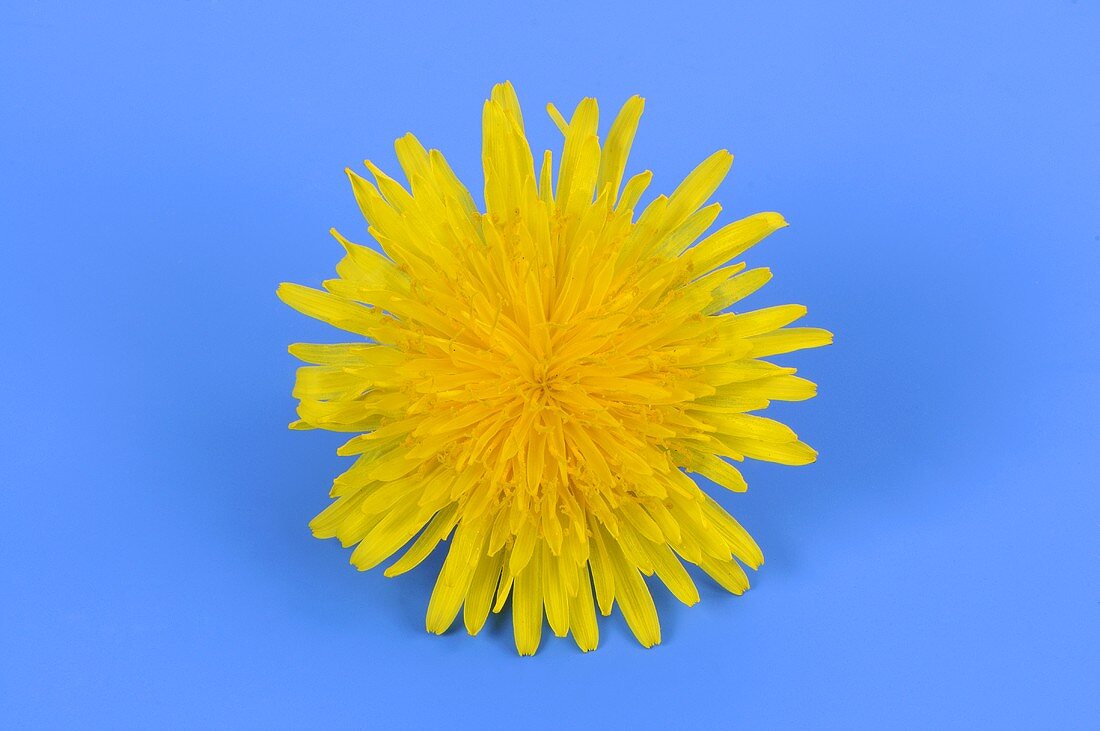 Dandelion flower