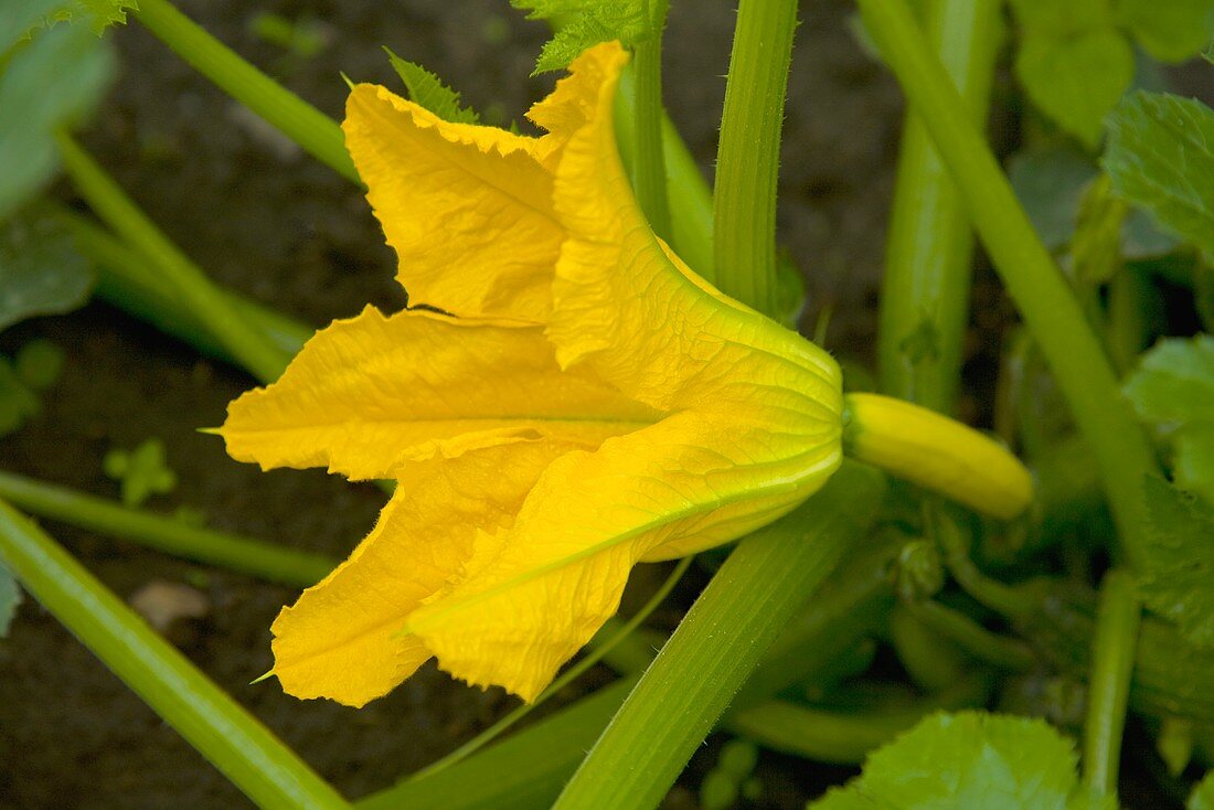 Courgette flower on the plant