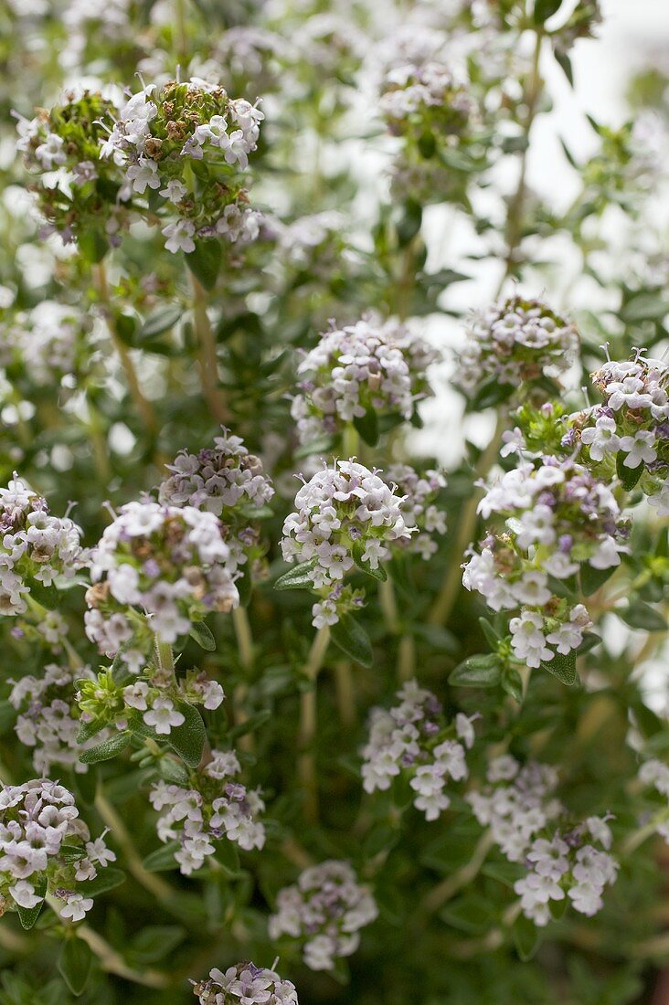 Thyme, flowering