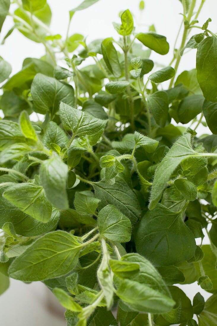 Fresh marjoram in pot