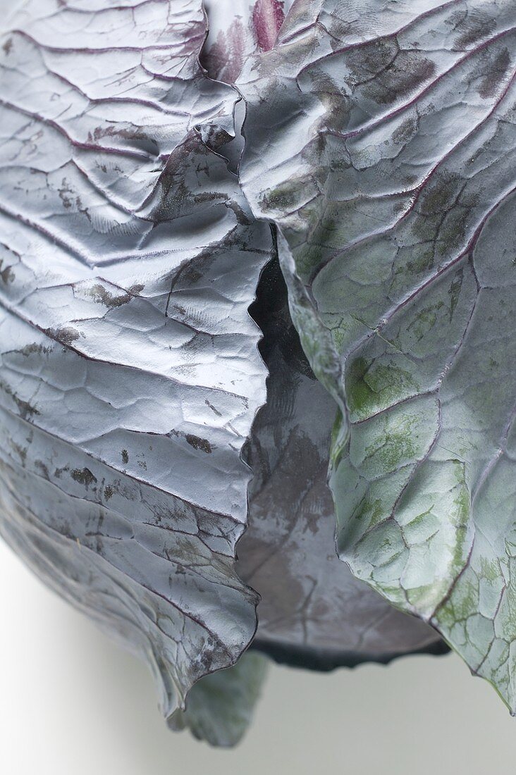 Red cabbage (detail)