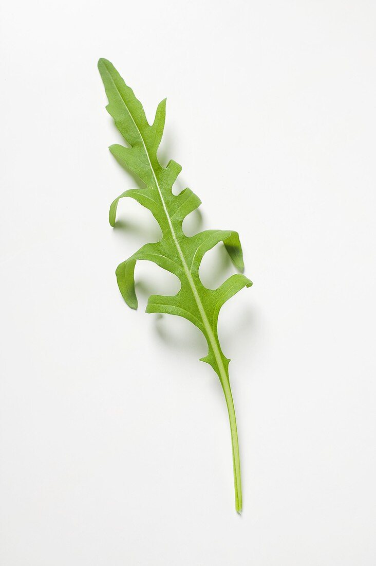 A rocket leaf