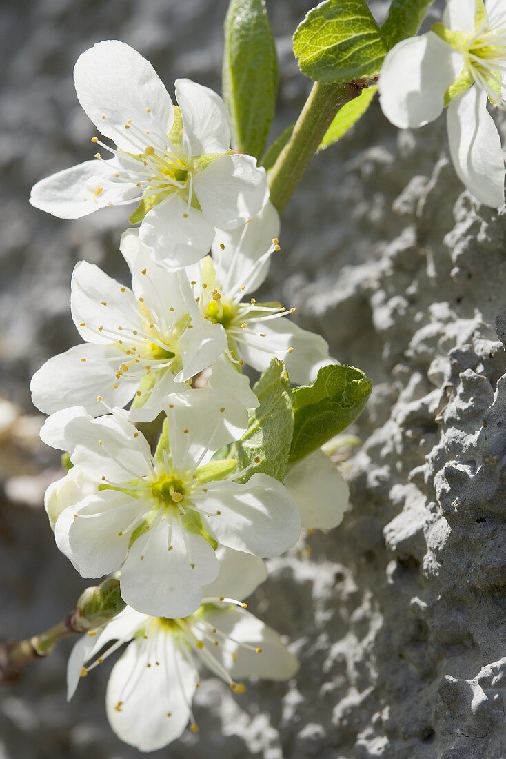 Birnenblüten am Baum