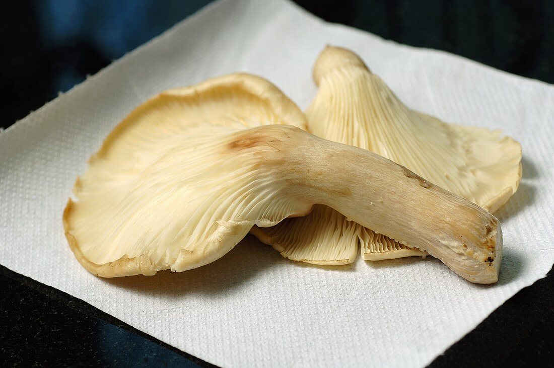 Fresh oyster mushrooms on kitchen roll