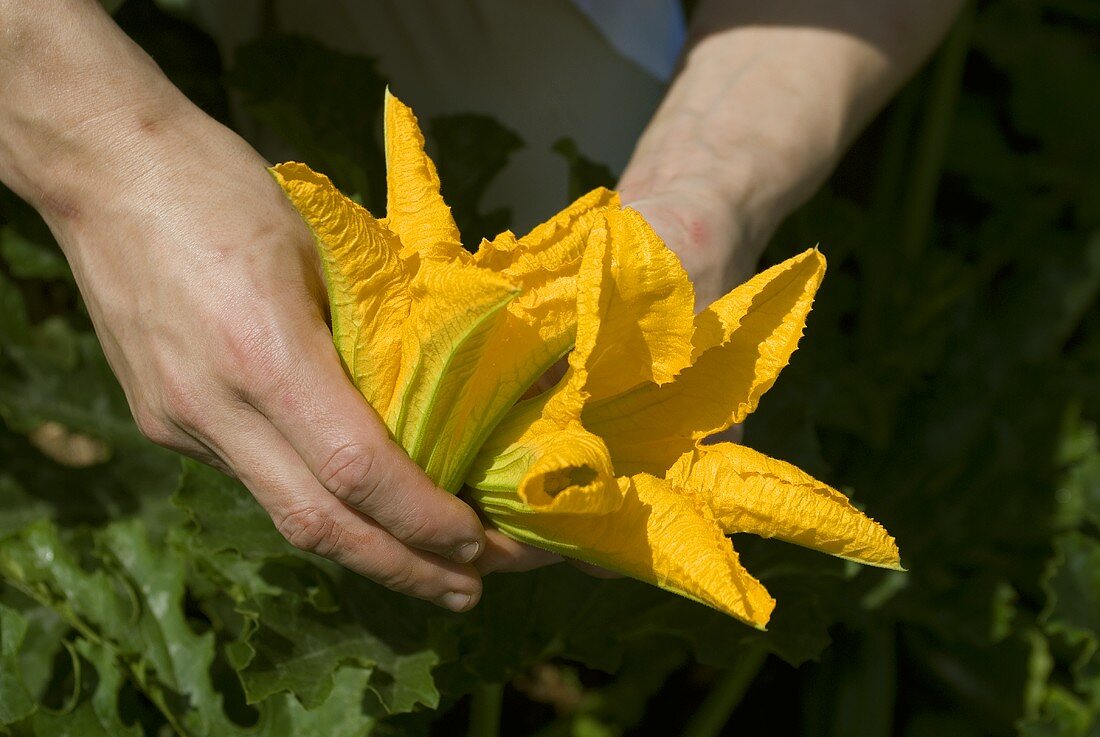 Zucchiniblüten