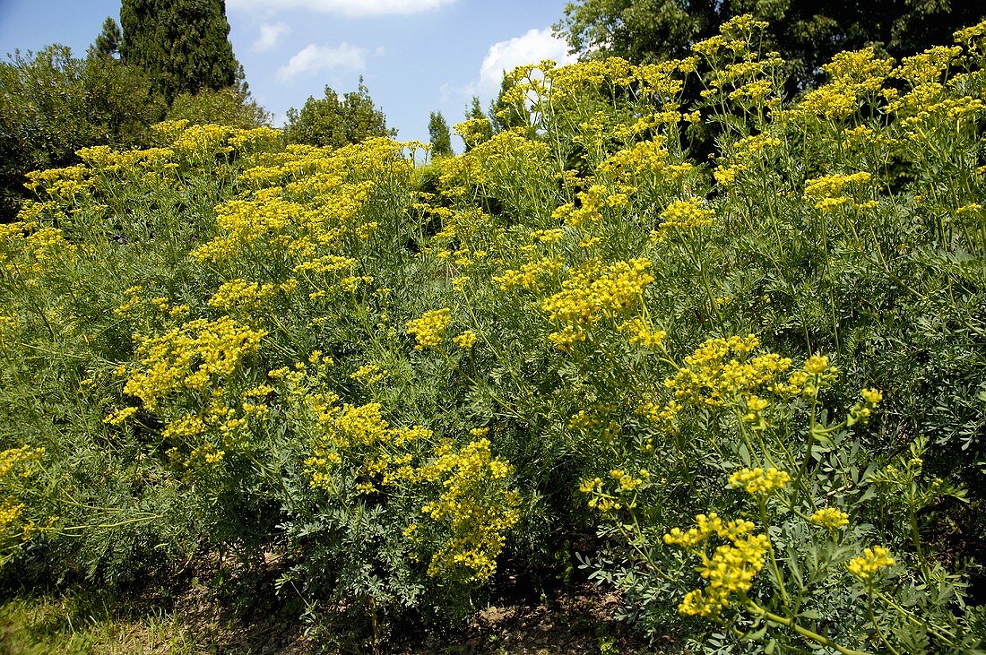 Rue (Ruta graveolens) out of doors