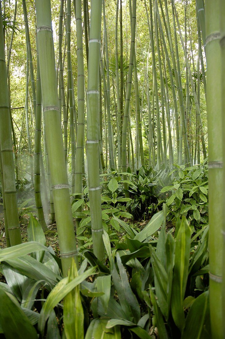Bamboo plants