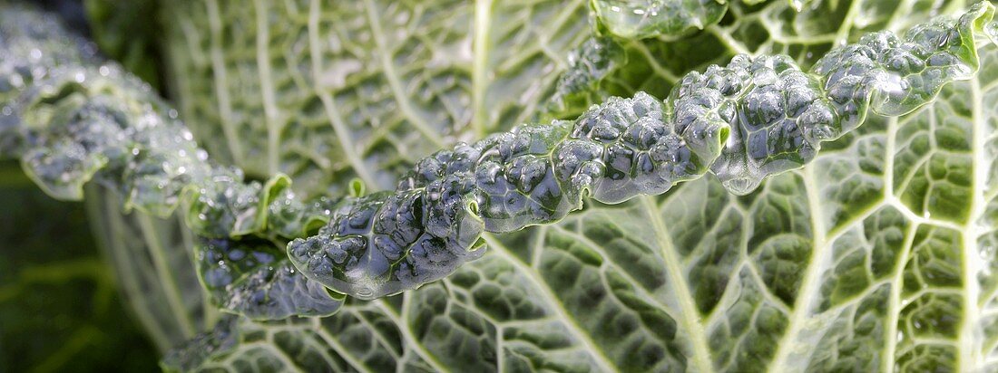 Savoy cabbage (detail)