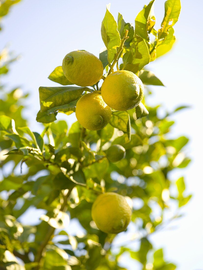 Zitronen am Baum