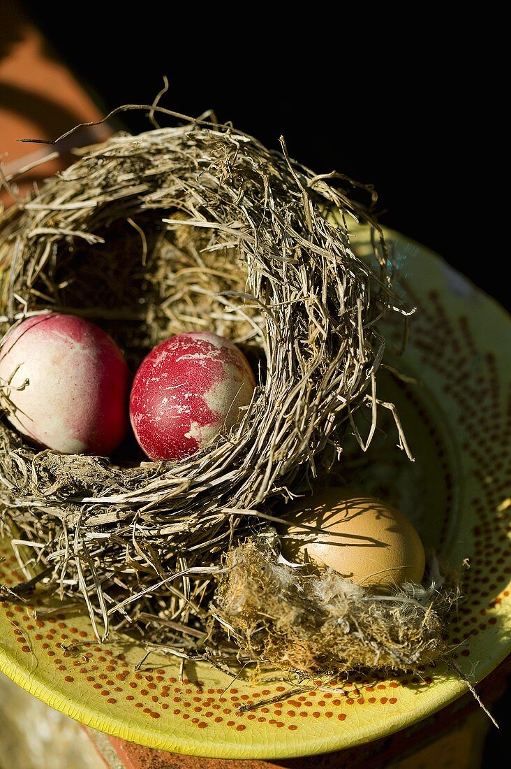Red and white eggs in nest