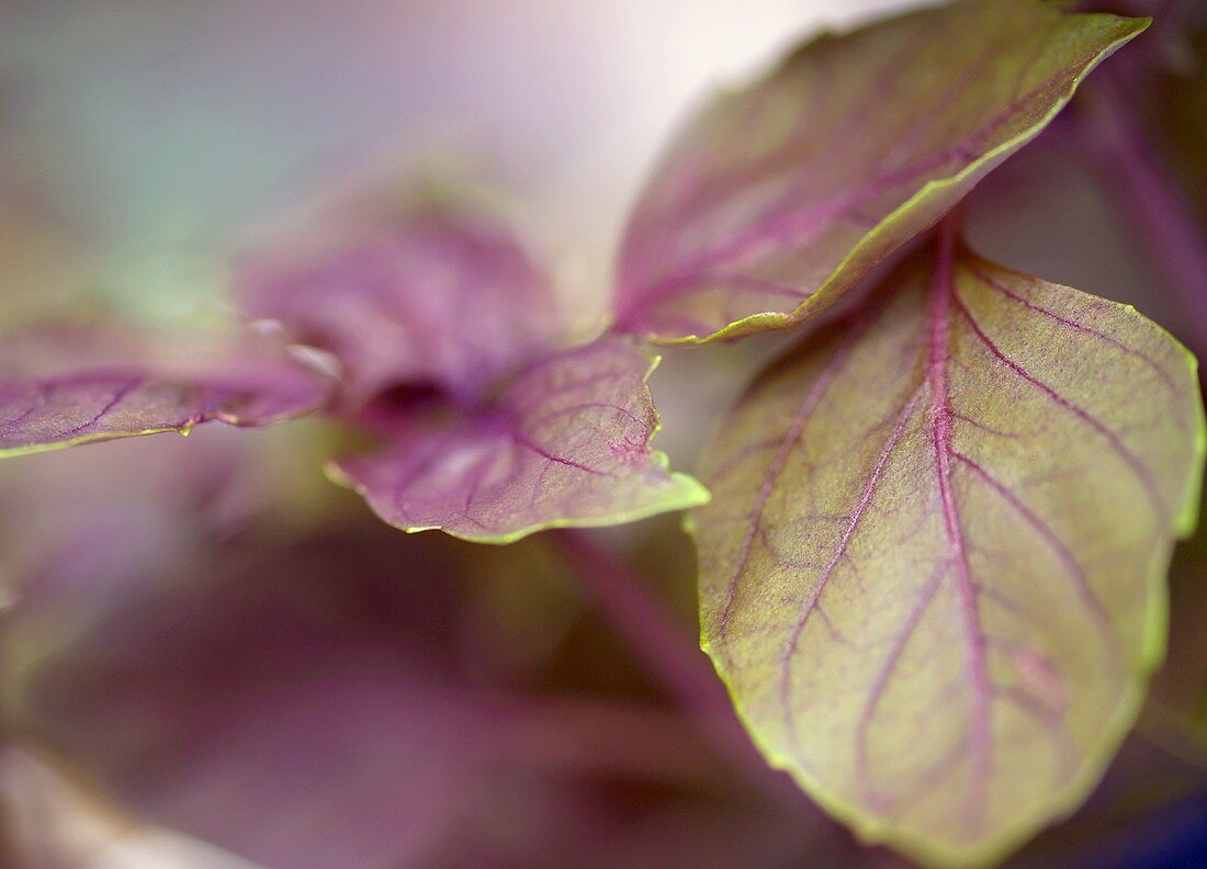 Red basil