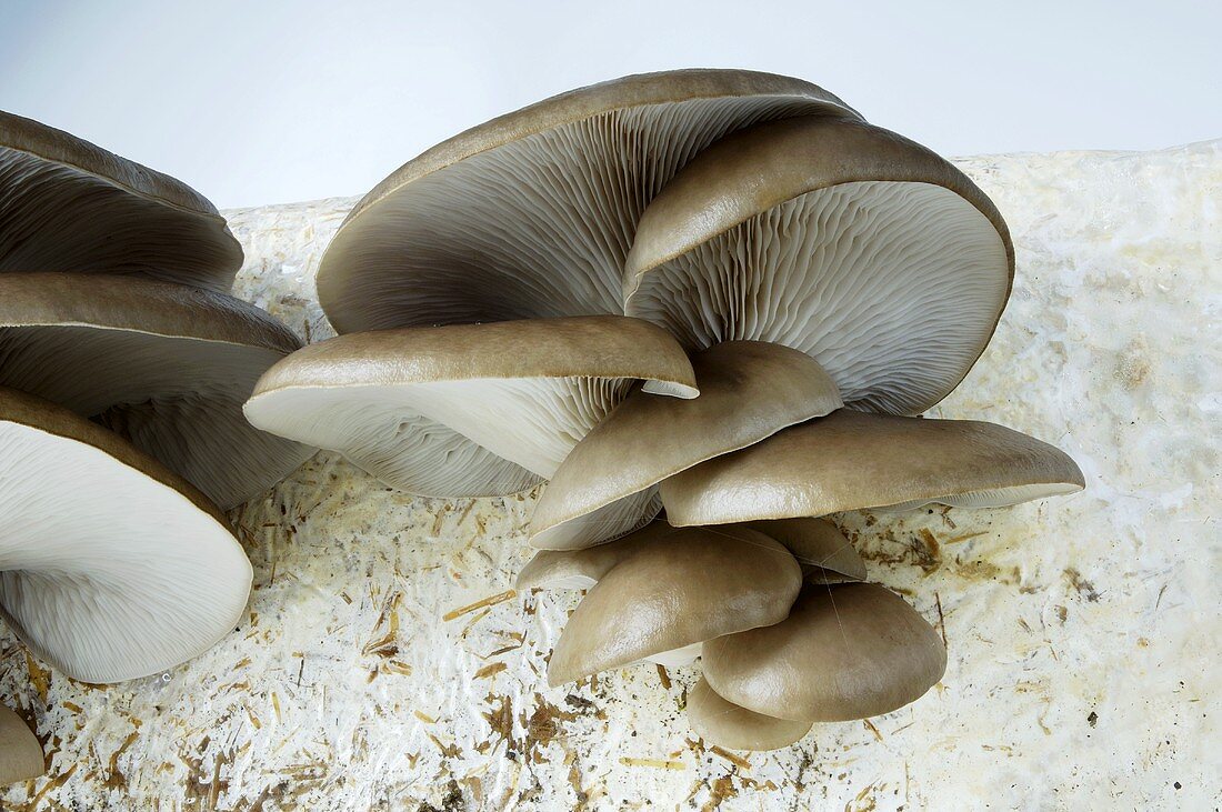 Oyster mushrooms