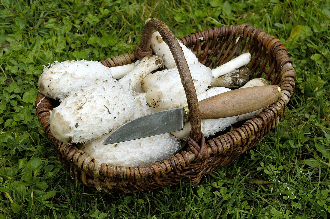 Shaggy ink caps (Coprinus comatus) with knife in basket