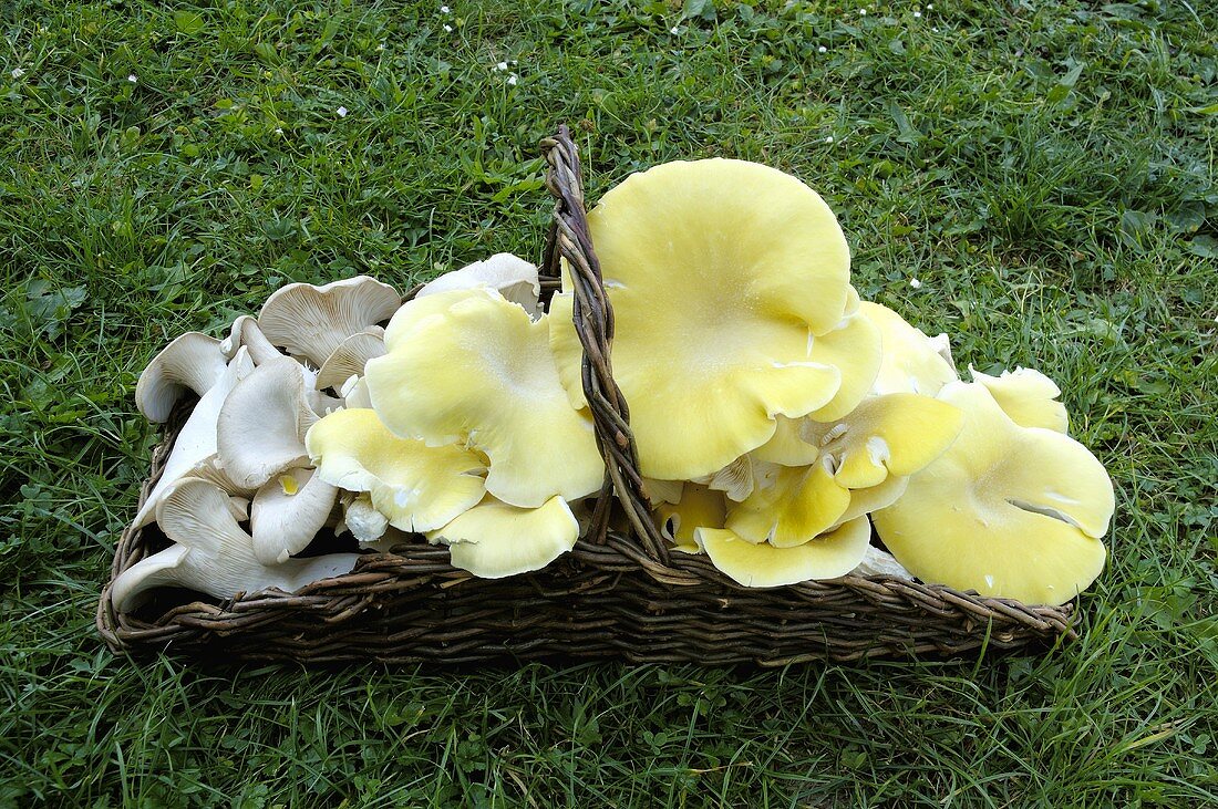 Yellow oyster mushrooms and king oyster mushrooms in basket