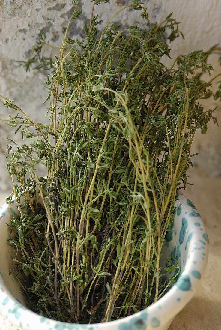 Thyme in a pot