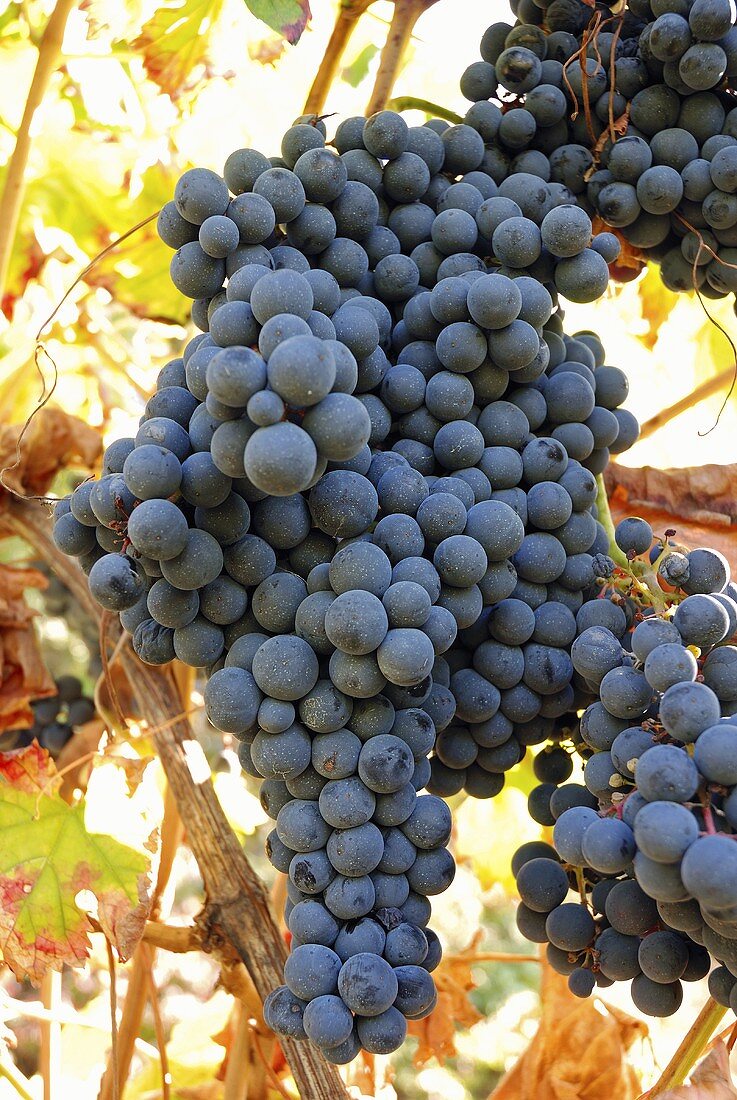 Bonarda grapes on the vine, Piacenza, Emilia Romagna, Italy