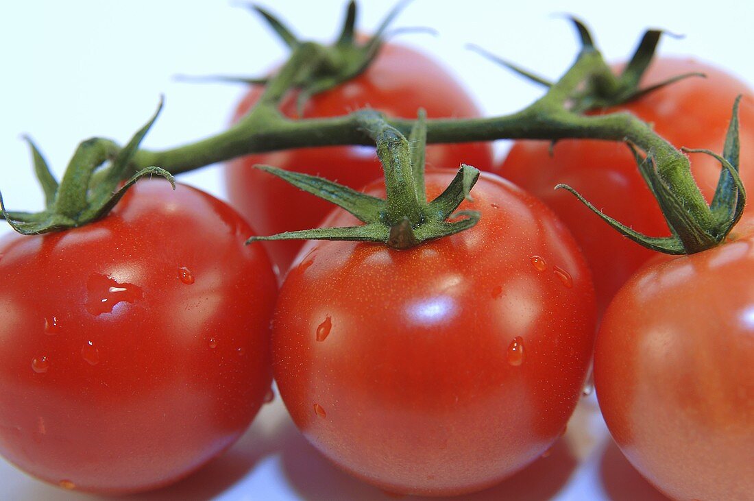 Tomatoes on the vine with drops of water