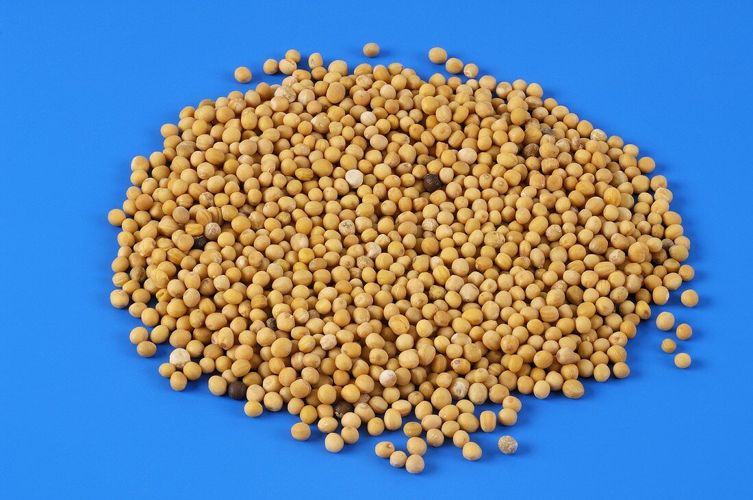 Mustard seeds on blue background