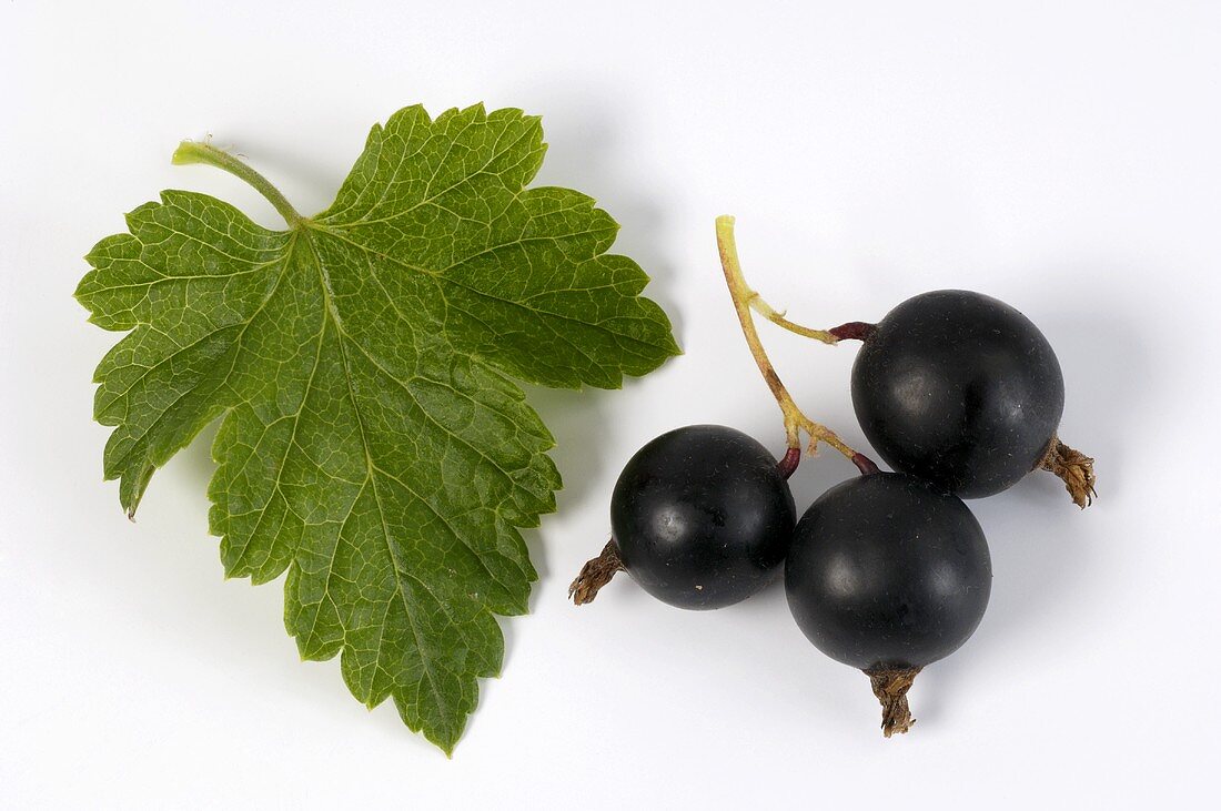 Schwarze Johannisbeeren mit Blatt