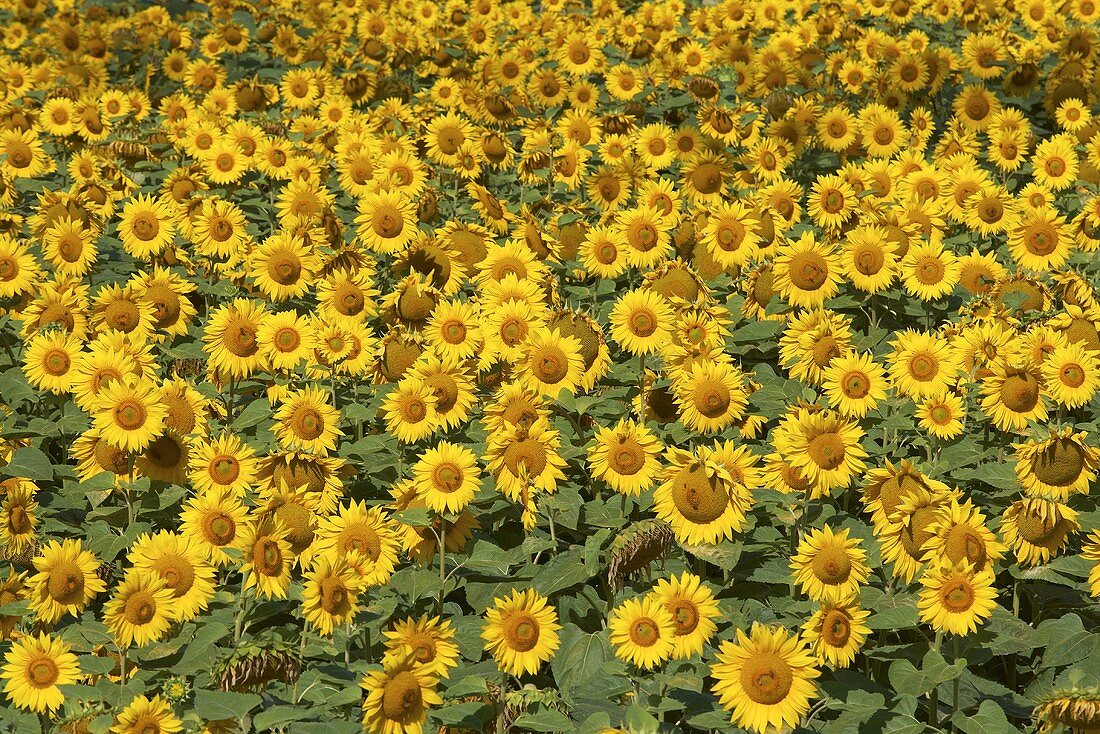 Sonnenblumenfeld (bildfüllend)