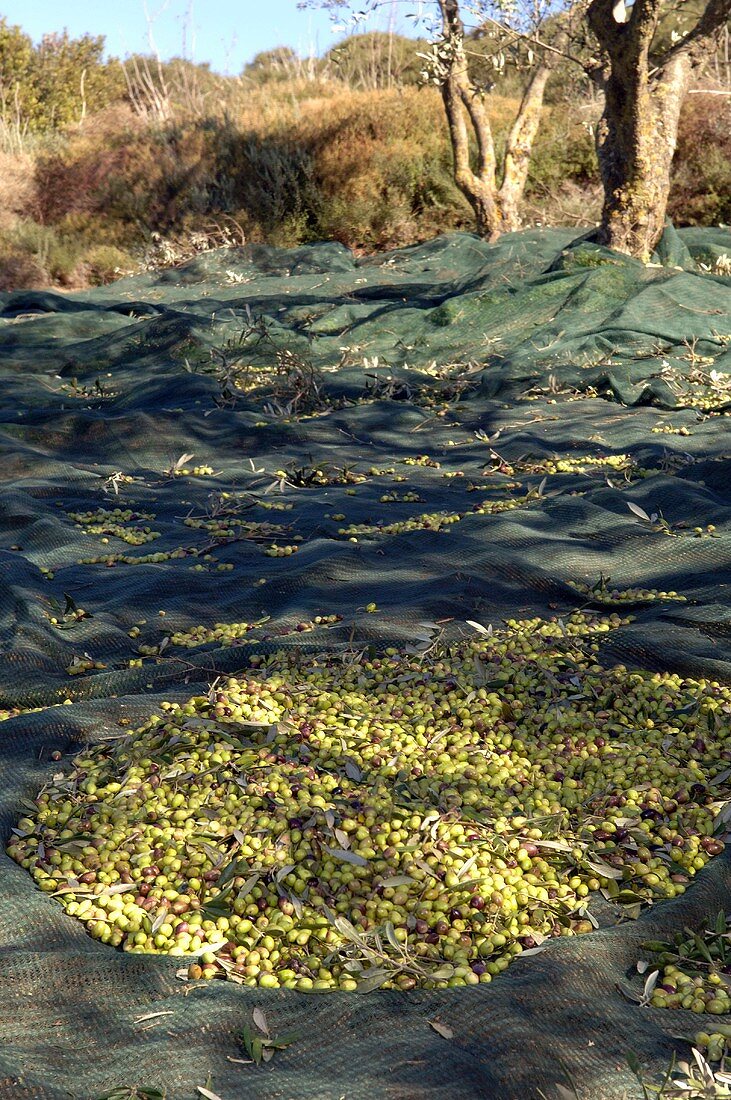 Auffangnetze unter Olivenbäumen für die Olivenernte