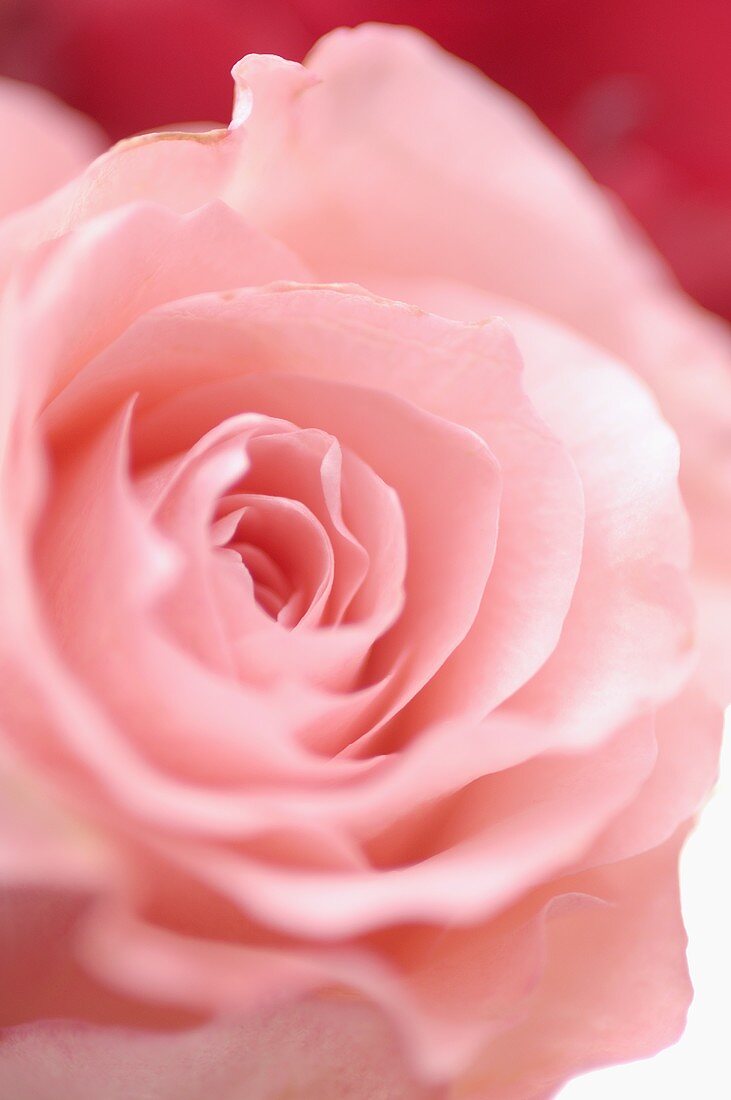 A pink rose (close-up)