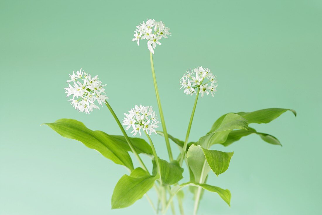 Flowering ramsons (wild garlic)