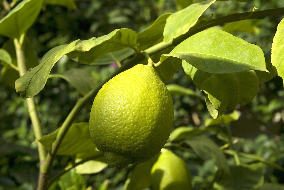 Lemon on the tree