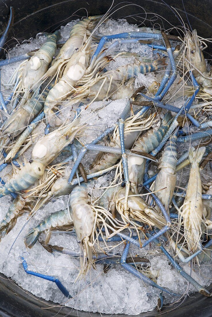 Fresh prawns on crushed ice