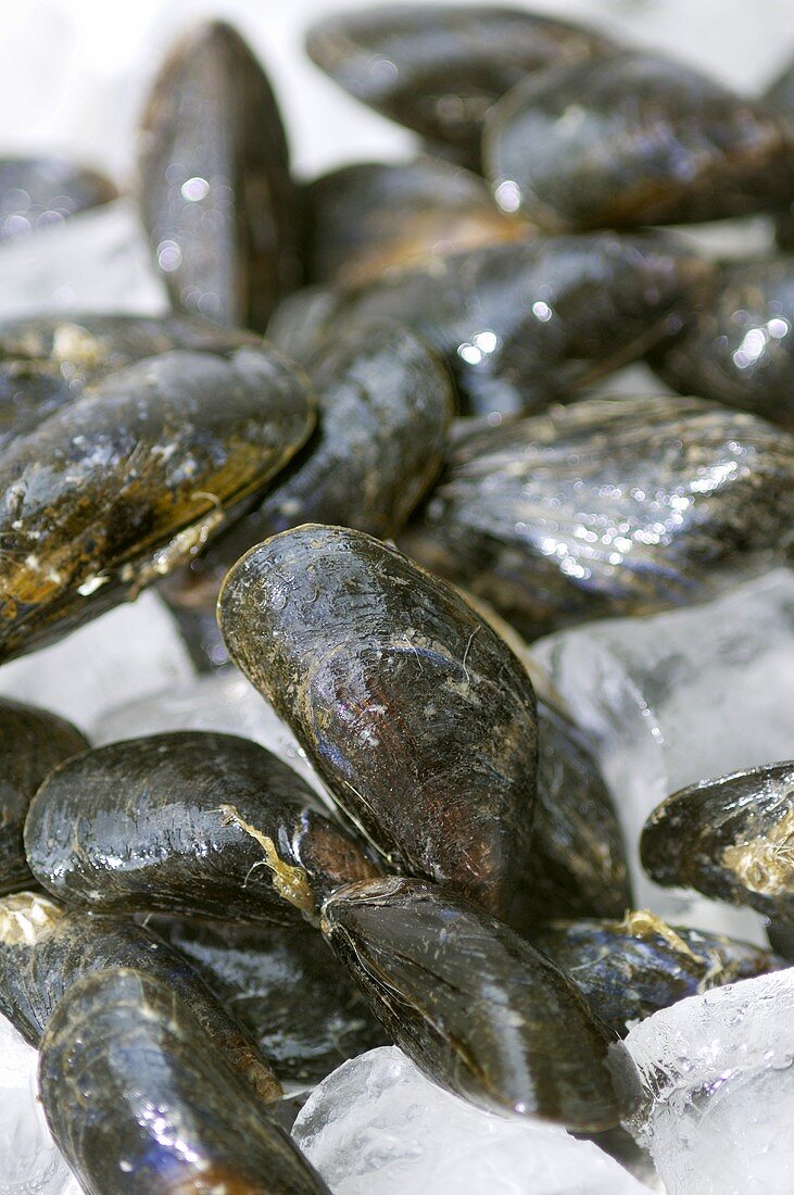 Mussels on ice
