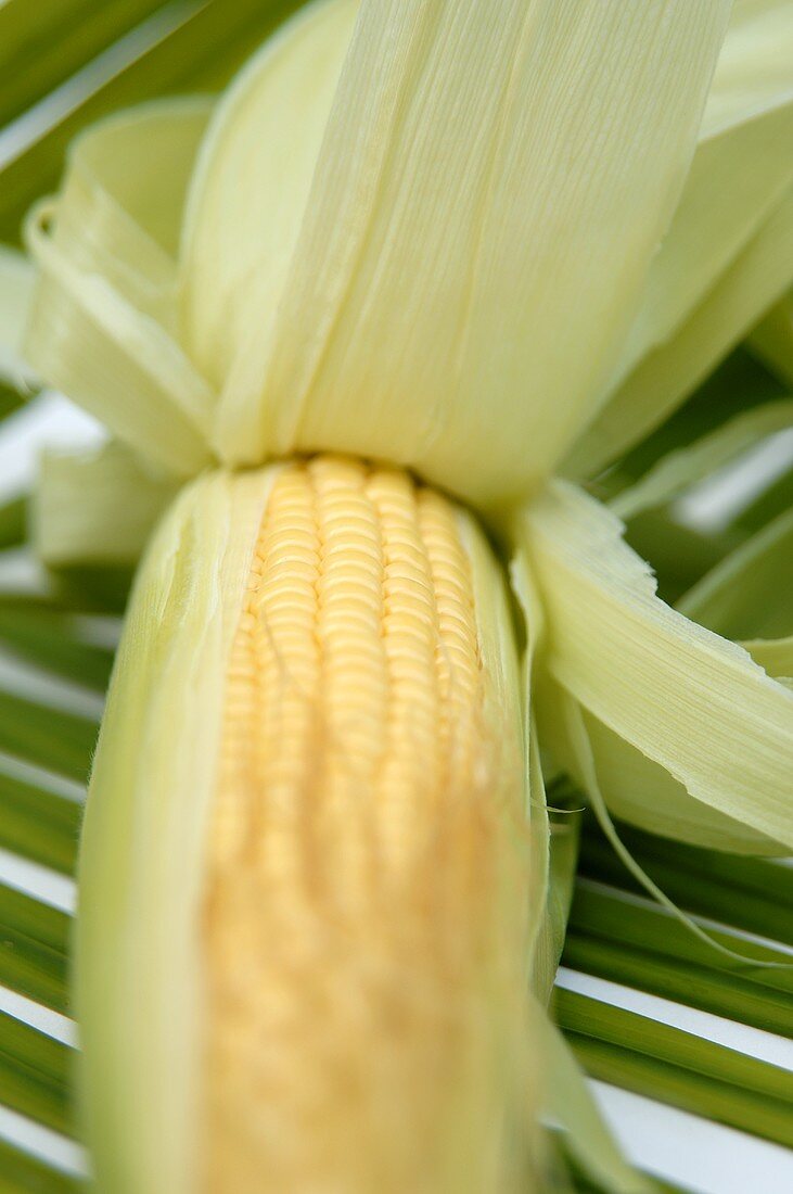 Partially Peeled Ear of Corn