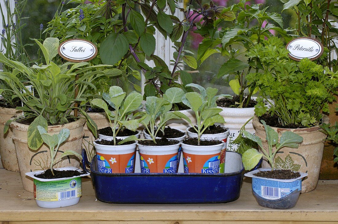 Various herbs in pots and young vegetable plants on window sill