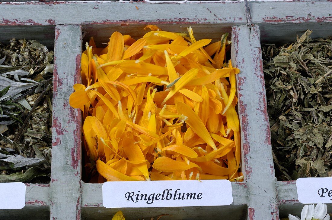 Blütenblätter von Ringelblumen (Calendula officinalis)