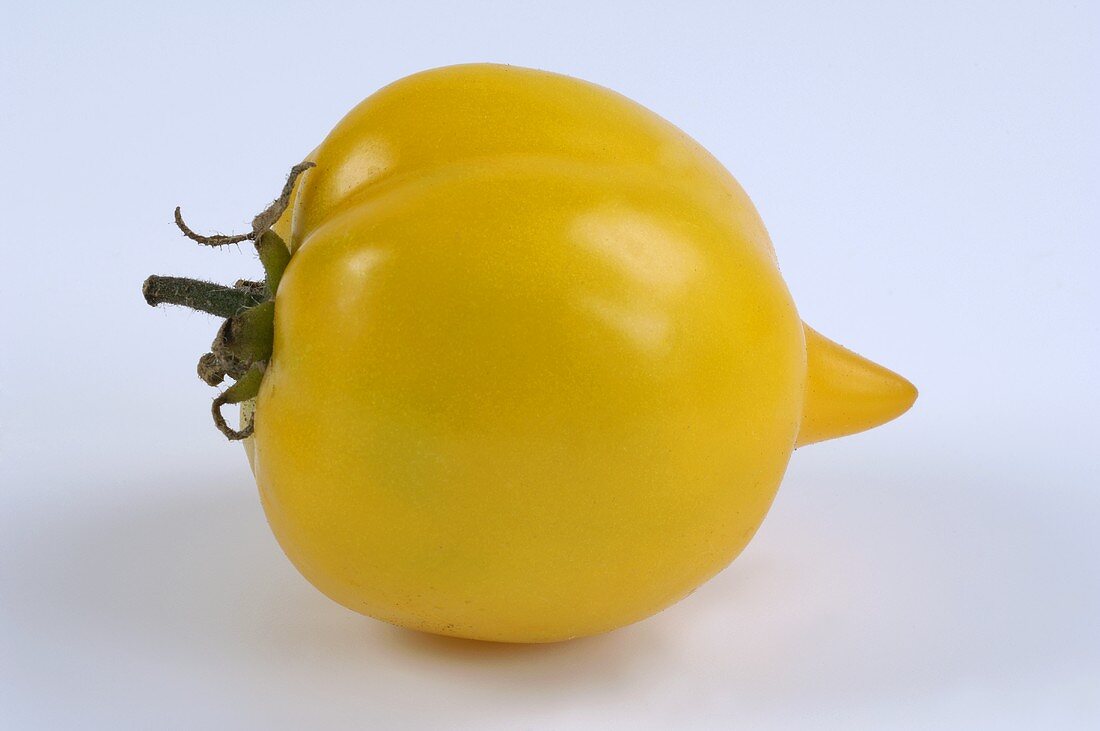 Eine Tomate (Sorte: Anna Hermann)