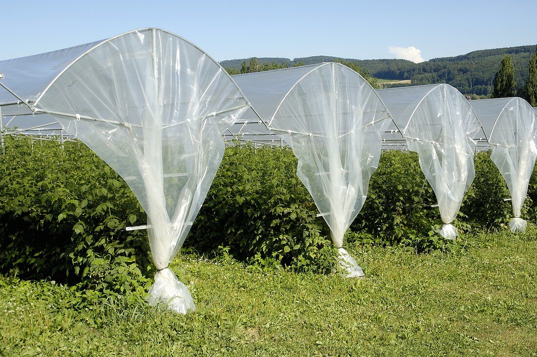 Protecting fruit bushes from the rain