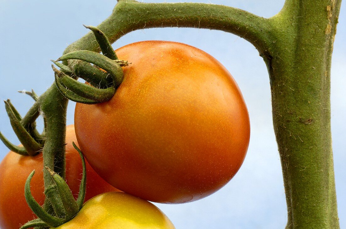 Tomatoes (variety 'Campari')