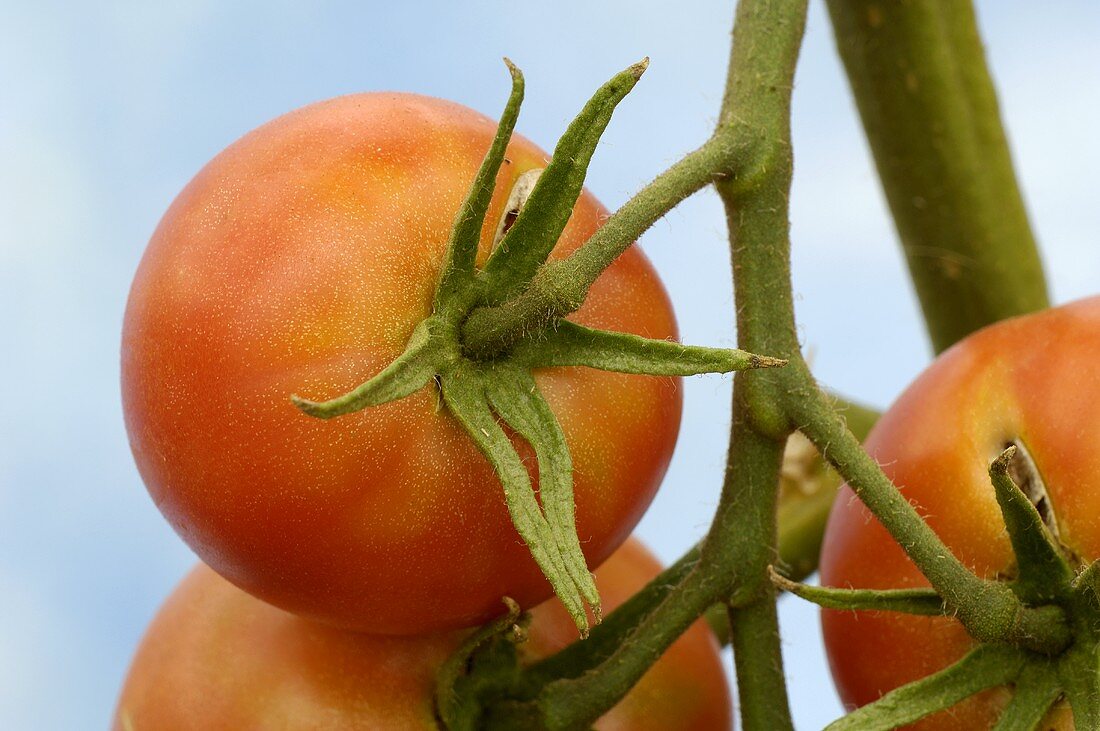 Tomaten (Sorte: Berner Rose)