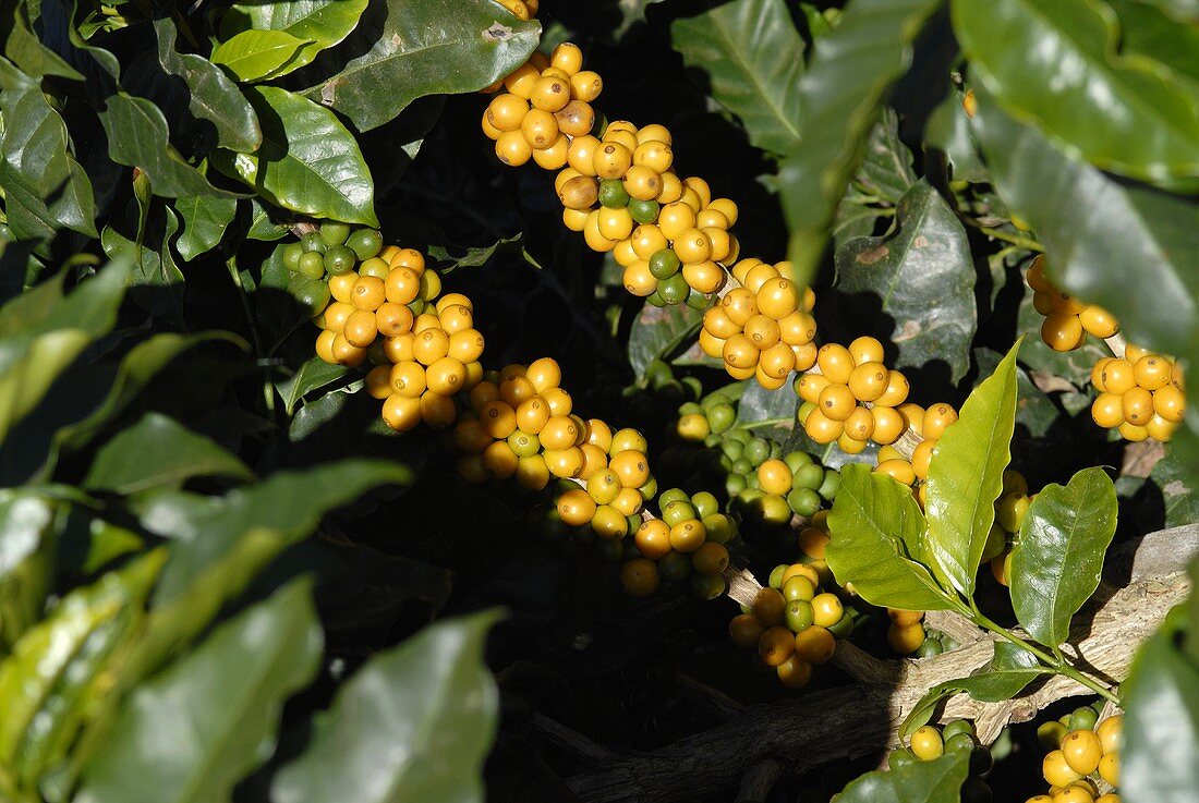 Gelbe Kaffeekirschen am Strauch (Bahia, Brasilien)