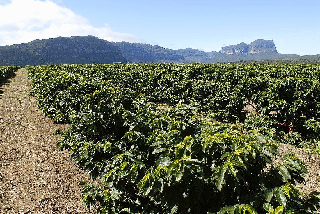 Coffee plantation in the Chapada Diamantina near Mucuge, Bahia, Brazil