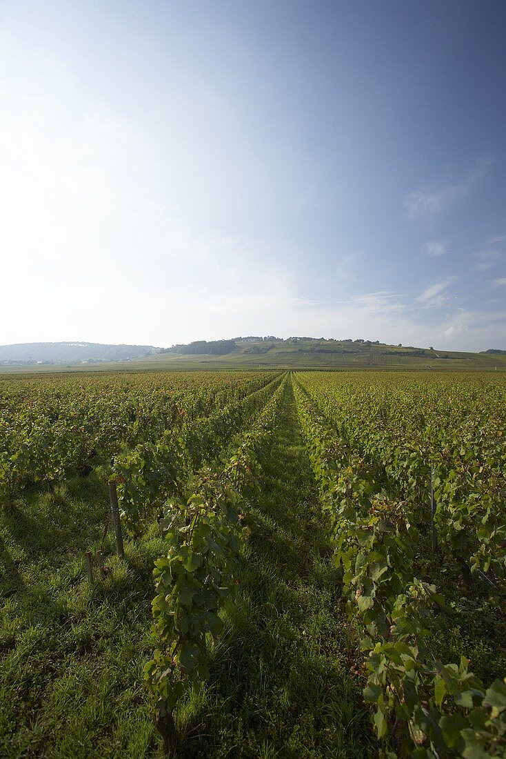 Wine-growing in Burgundy