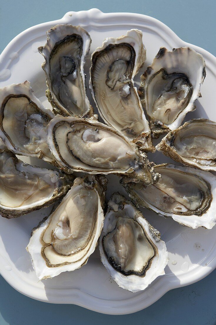 Fresh oysters on a plate