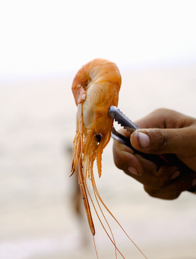 Hand holding cooked prawn in tongs