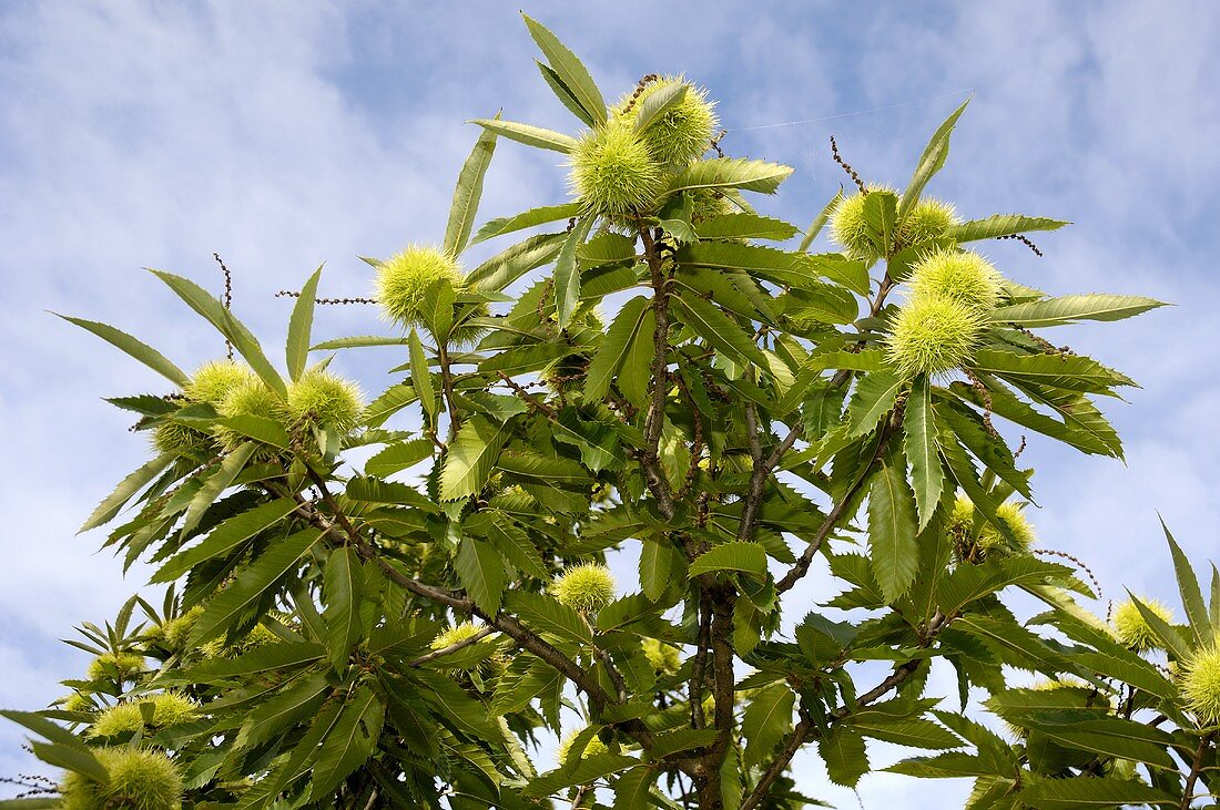 Sweet chestnuts on the tree