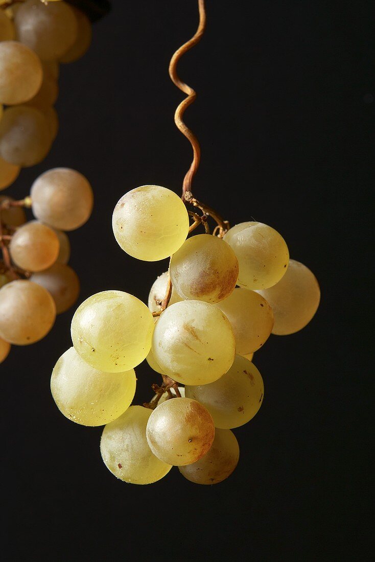 Muskateller grapes