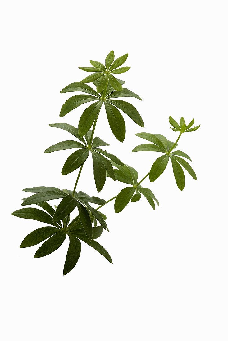 Woodruff