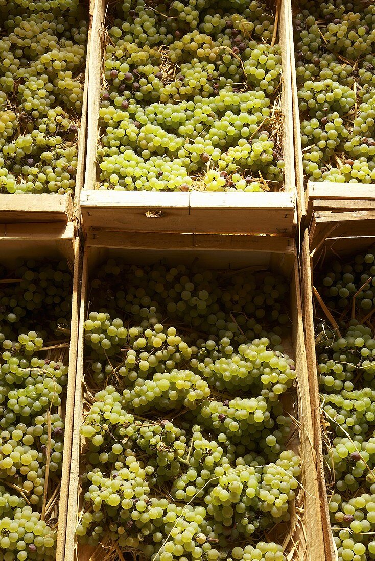 Savignin grapes on straw in crates (for Vin de Paille)