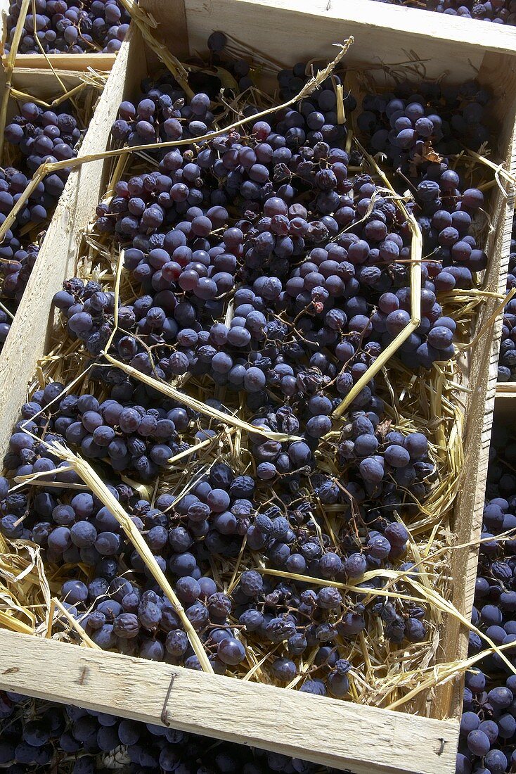 Poulsard-Trauben auf Stroh für Vin de Paille (Strohwein)